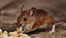 24 Hour & Emergency Exterminators in Gaffney, SC